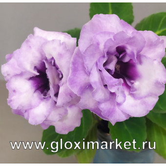 Глоксиния Снежная Королева ( клубень 1 см )